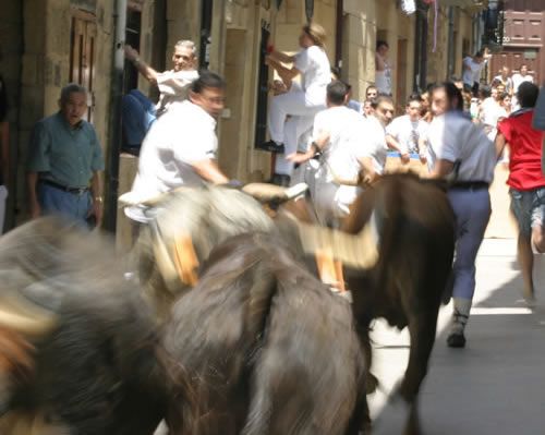 Encierro de vacas bravas por la calle mayor de Laguardia