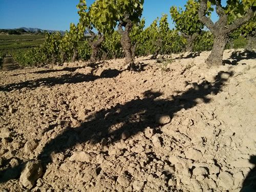 Suelo arcillo-calcáreo en un viñedo de Laguardia
