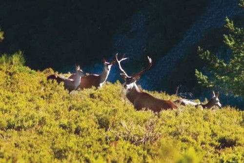 Fauna típica de Escaray